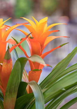 guzmania lingulata flower