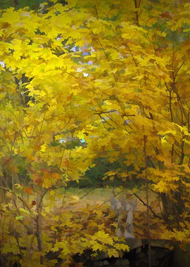 Fall Colors Backyard