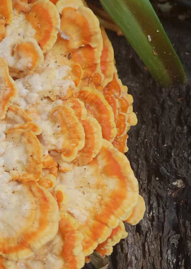 Tree Fungus Closeup