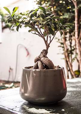 Bonsai inside