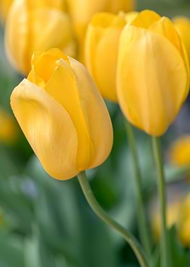yellow tulip in the garden