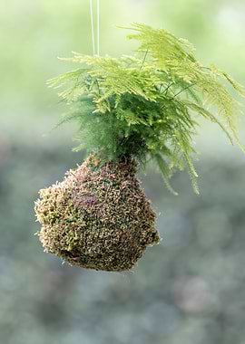 hanging succulent plant