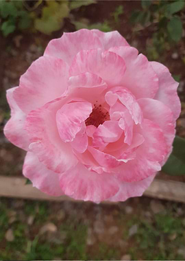 Candy Stripe Rose