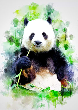 Giant Panda