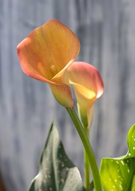 yellow calla lily