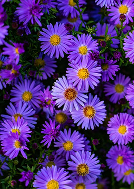 Purple Italian Aster