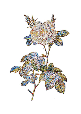 Stained Glass White Rose