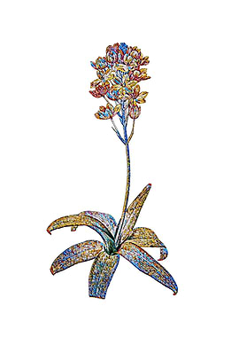 Stained Glass Sun Star