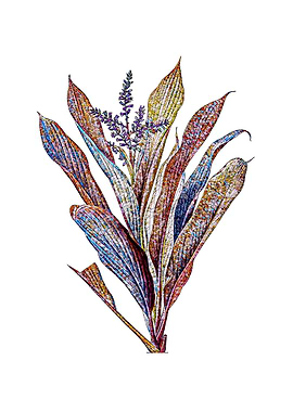 Stained Glass Cordiline