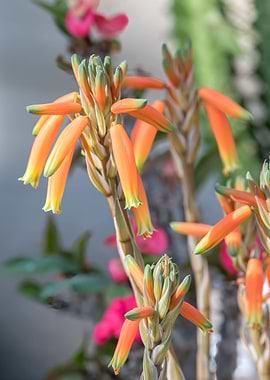 orange flower in the vase