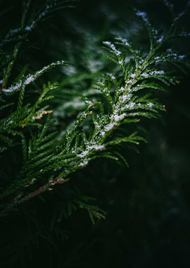 Pine tree in the Dark