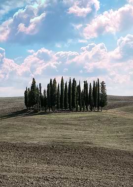 Cypresses of Toscany