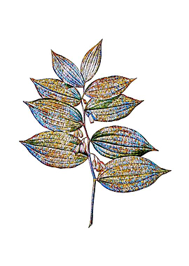 Stained Glass Solomon Seal