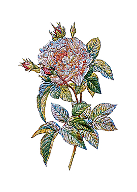 Stained Glass French Rose