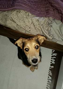 Those eyes of a puppy