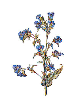 Stained Glass Commelina