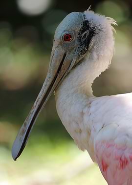 The Roseate Spoonbill