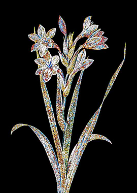 Gladiolus Saccatus Mosaic