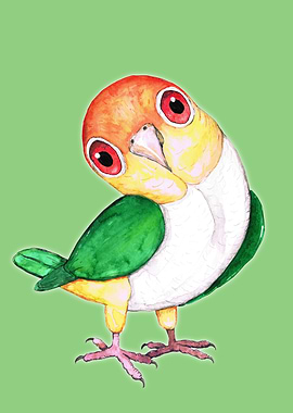 White bellied caique