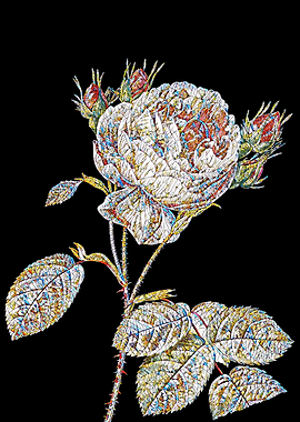 Centiflolia Roses Mosaic