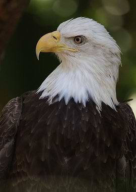 American Bald Eagle