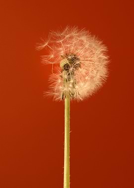 Seedhead triptych 2 of 3
