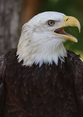 American Bald Eagle
