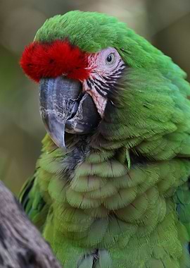 Great Military Macaw