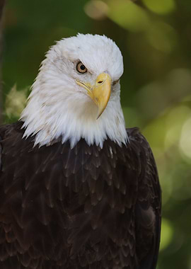 The American Bald Eagle