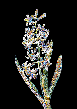 Dutch Hyacinth Mosaic