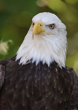 American Bald Eagle