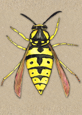 Wasp watercolor