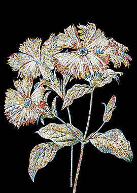 Lychnis Grandiflora Mosaic