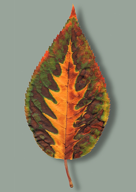 Autumn leaf