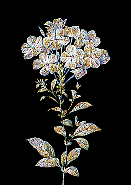 Plumbago Caerulea Mosaic