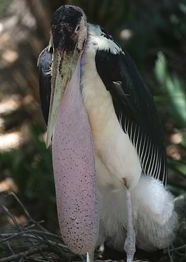 The marabou stork