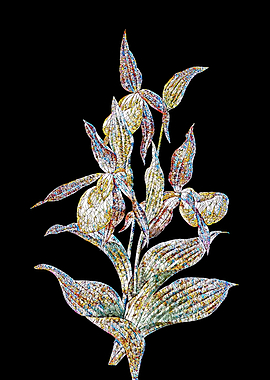 Sabot Des Alpes Mosaic