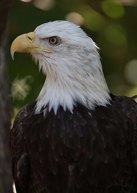 American Bald Eagle
