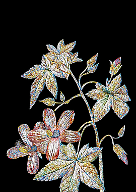 Lavatera Phoenicea Mosaic