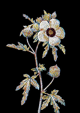 Venice Mallow Mosaic