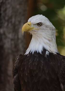 The American Bald Eagle
