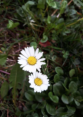 Innocence in the grass