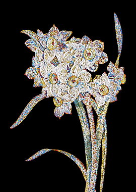 Bunch Flowered Daffodil Mo