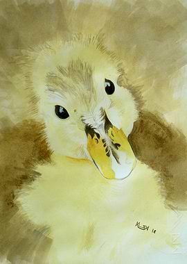 Innocent Eyes - Duck