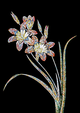 Ixia Tricolore Mosaic