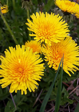 Dandelion 3