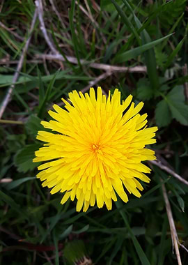 Dandelion 4