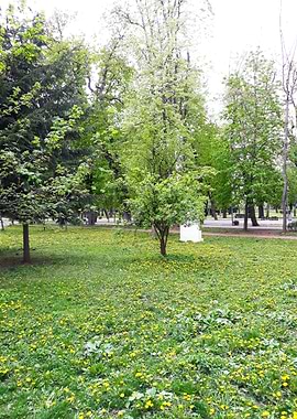 Young trees in april