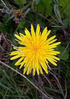 Dandelion 6