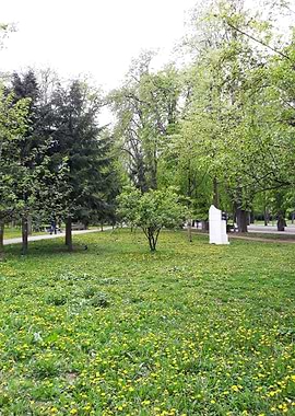 Place for dandelions